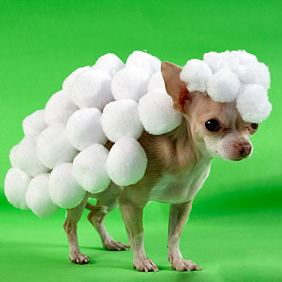 Hund